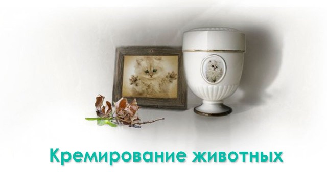 В Москве начали продавать гробы для... кошек!