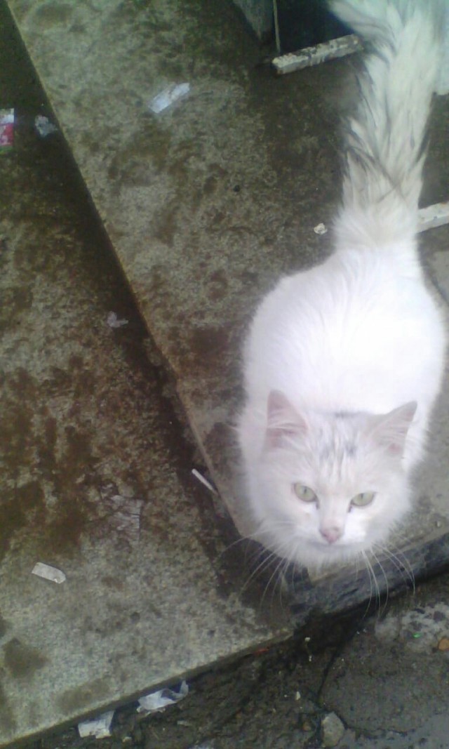 Коты из сети