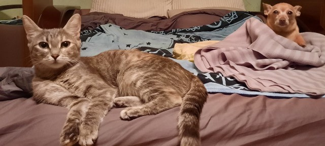 Котовторник. Знакомьтесь, Мася