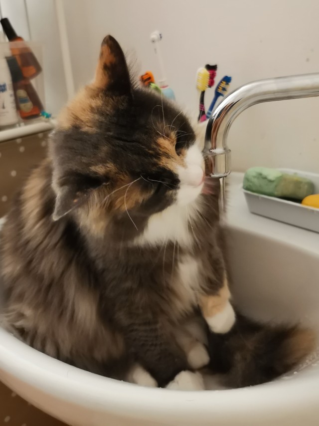 Котокартинки и котобуквы