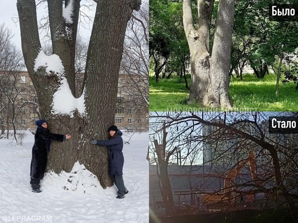 "Человек, который смог": Старый дуб в Кунцево пережил нашествие Наполеона и Гитлера, но не Собянина