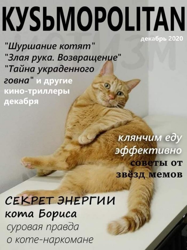 Кошатникам