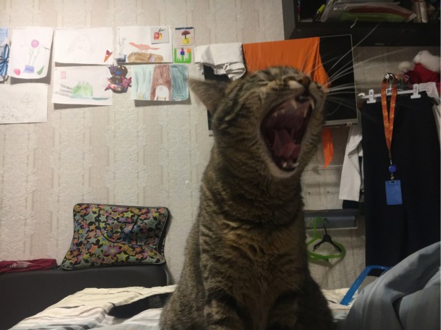 Котовторник. Добавляйте своих
