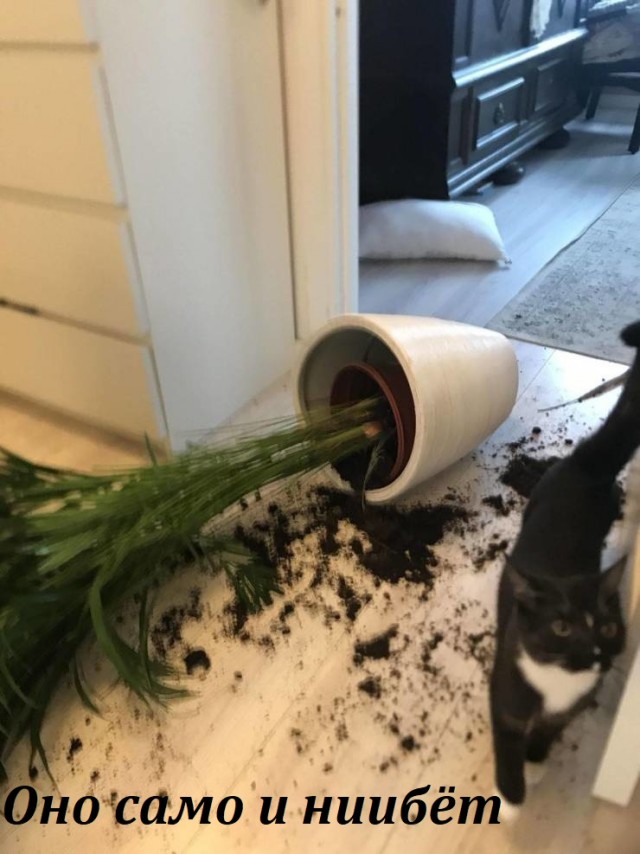 Картинки и мемы для настроения 23.02.21