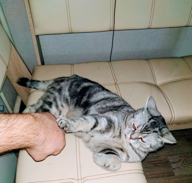 Котовторник!