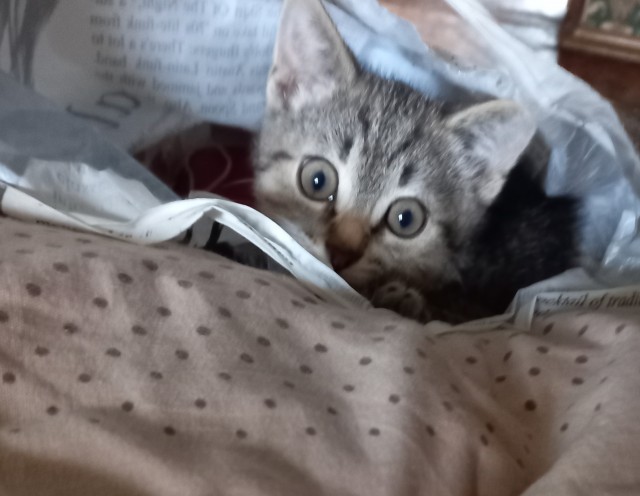 Кот Василий