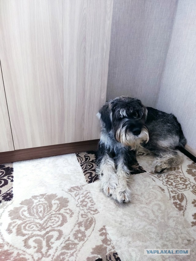Компаньон