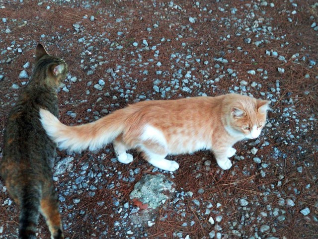 Вторник, ваши коты и кошки в студию
