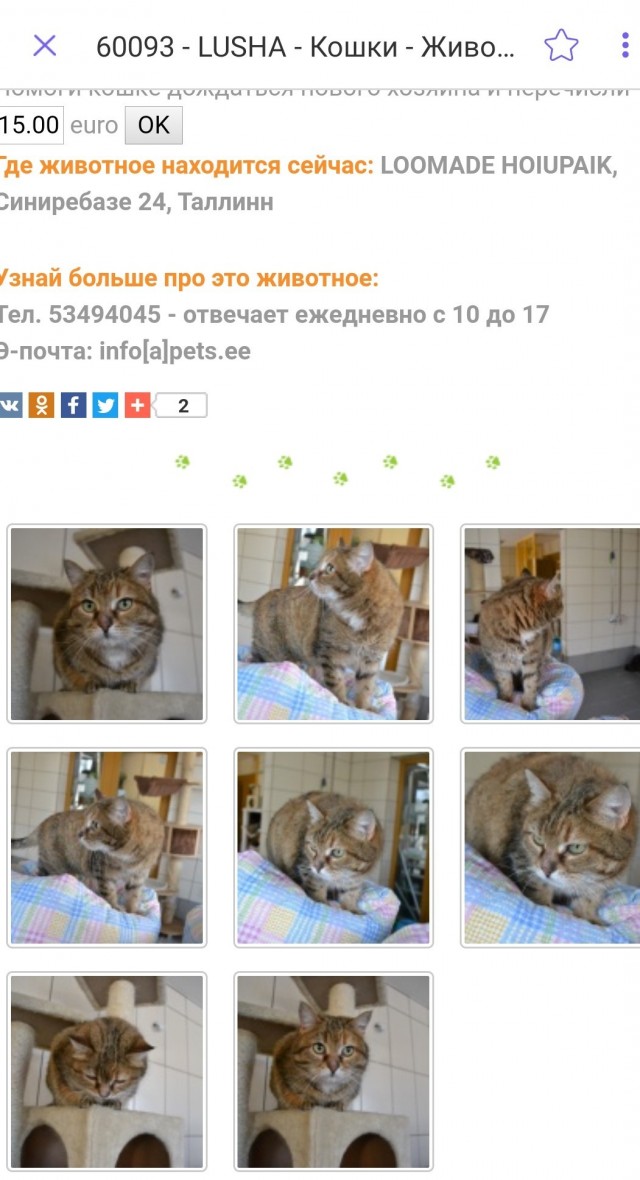 Рыжулька козюлька из приюта