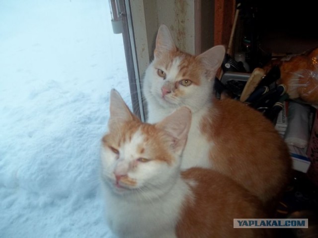 Жизнь домашнего приюта для котеек 425