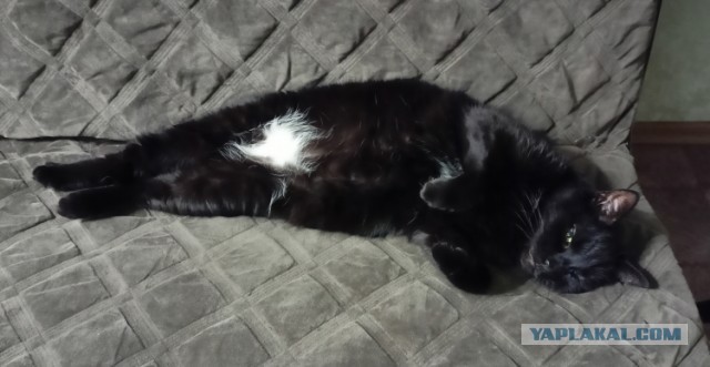 Чёрные коты не такие
