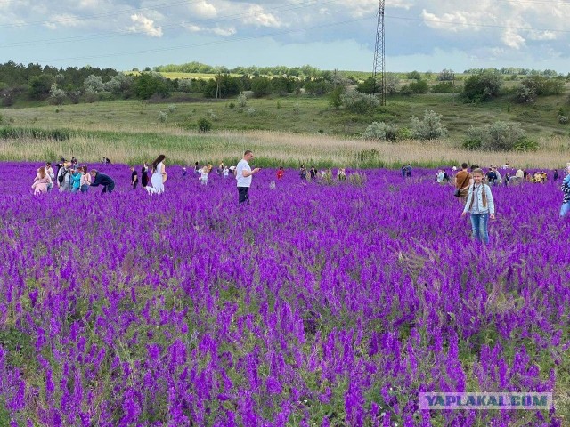 Лавандовые поля в Тургеневке, Крым