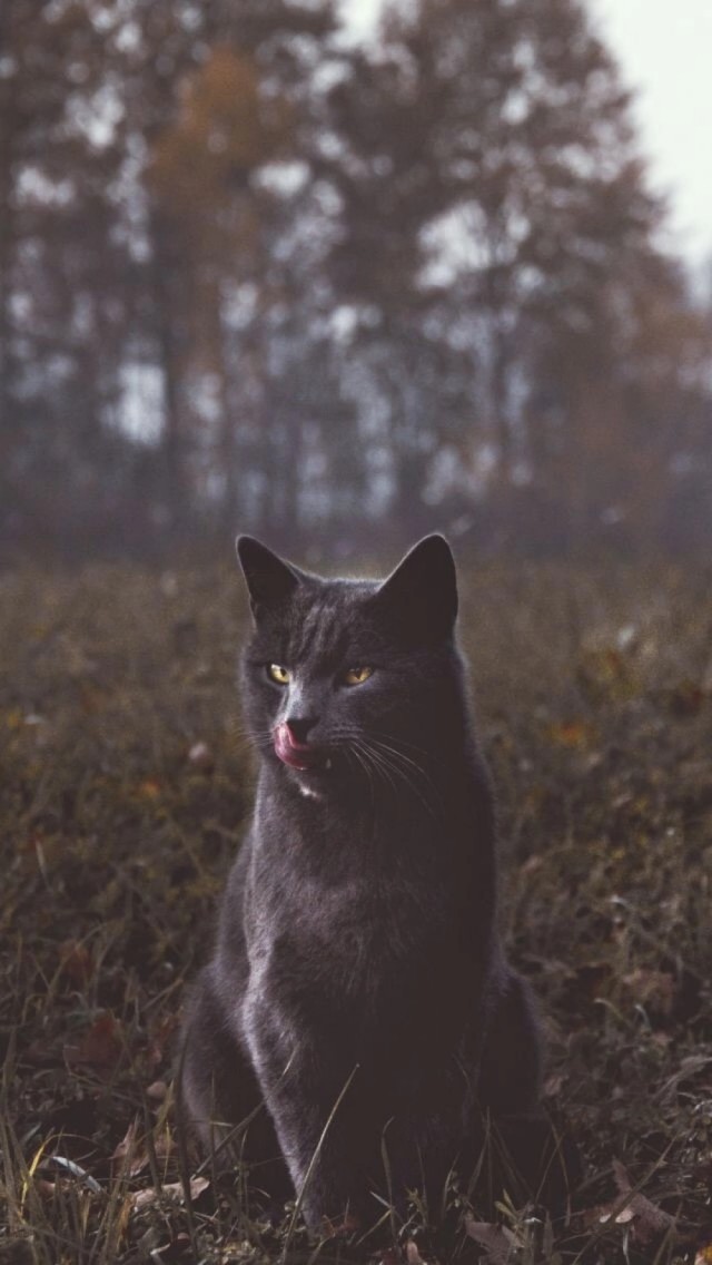 Котовторник. Моему мультяшке 1 год