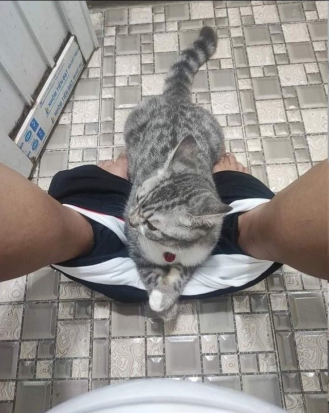 Кошачьи выкрутасы