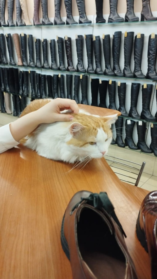 Кот на остановке