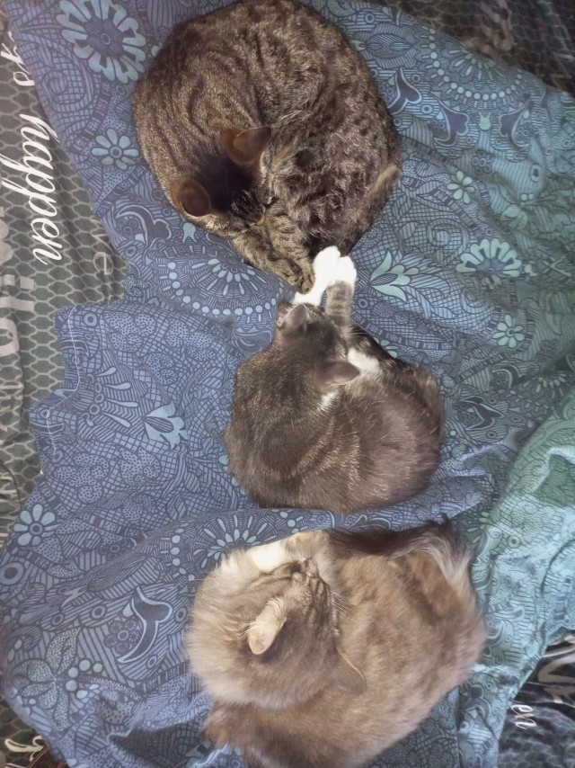 Уличный котенок-сосунок, брошенный мамой