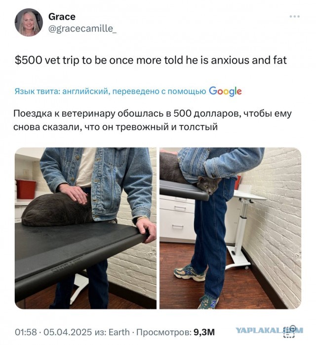 Он толстый, потому что тревожный или тревожный, потому что толстый?