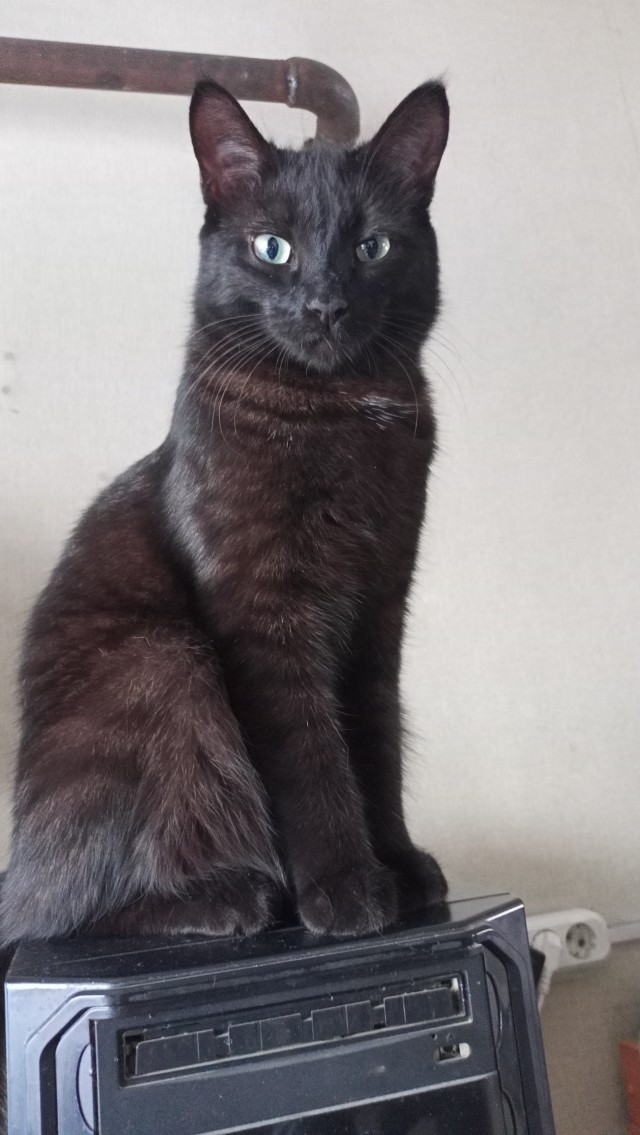 Нефотогеничный кот