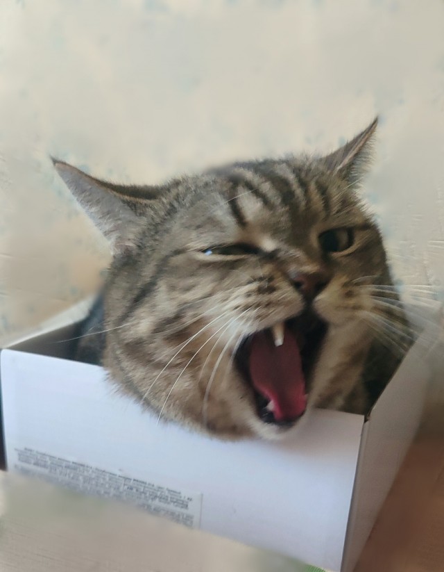 Смешные коты, которые бы победили на конкурсе абсурдных фотографий