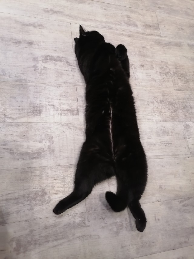 Котовторник