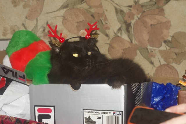 Котоновый год