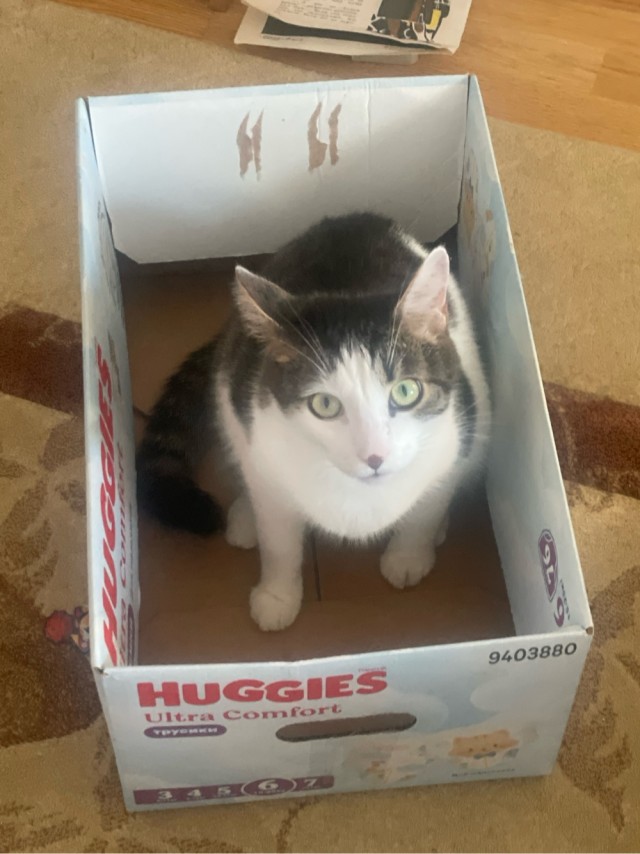 Наши коты