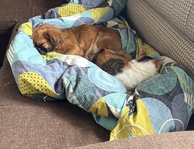 Собакочетверг же, но кошку из фото не выкинешь