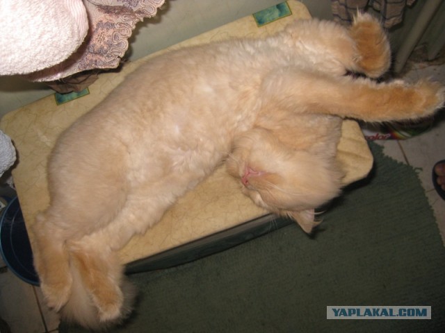 Котовторник  30.07.2013