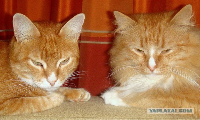 Котовторник  08.04.2014