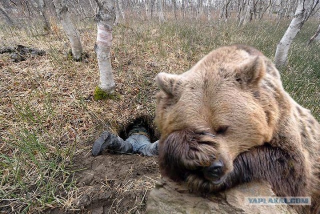 Берлога в разрезе