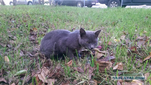 Котовторник 30.09.2014