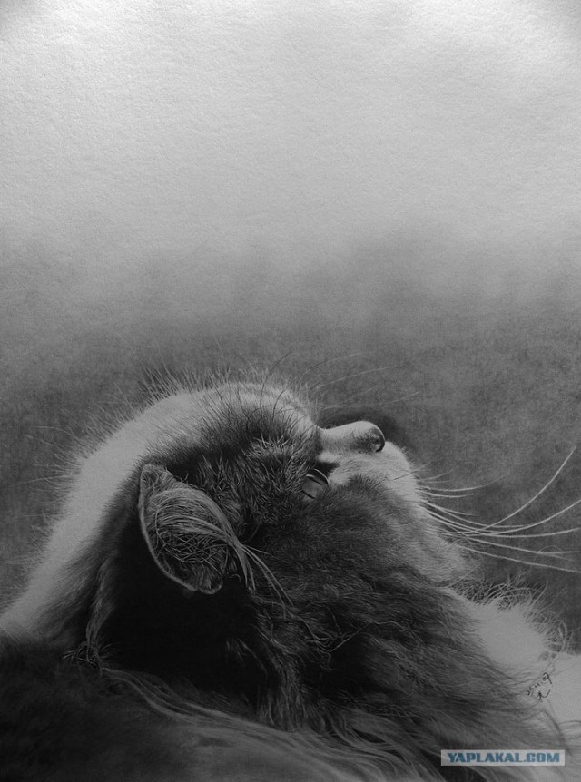 Рисованный котовторник