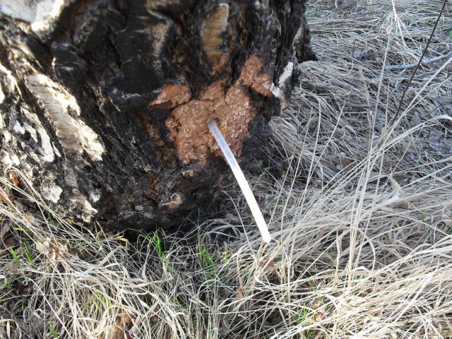 Сбор березового сока