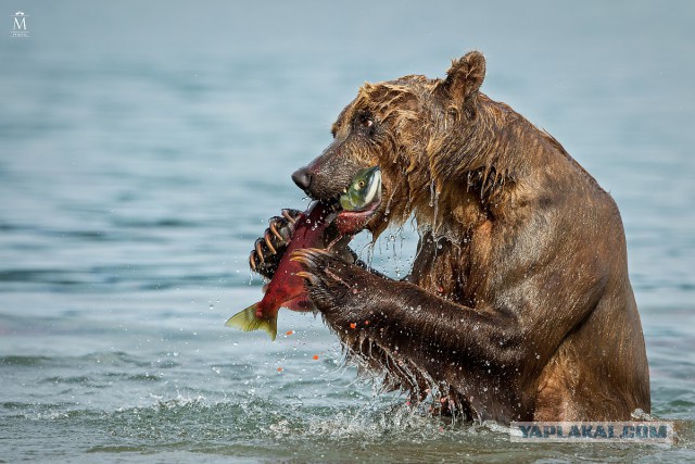 Камчатские медведи пируют