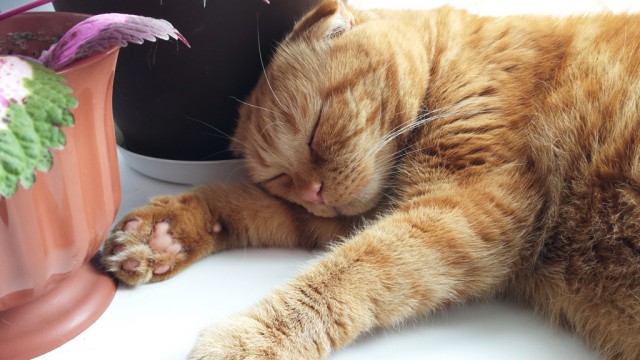 Котовторник 07 04 2015