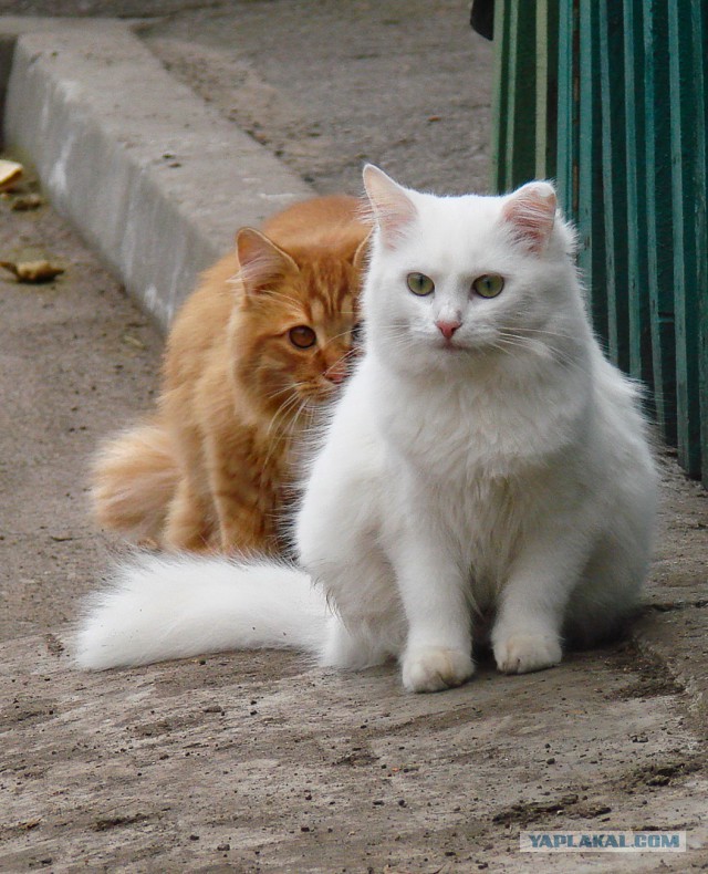 Котовторник 09.06.2015