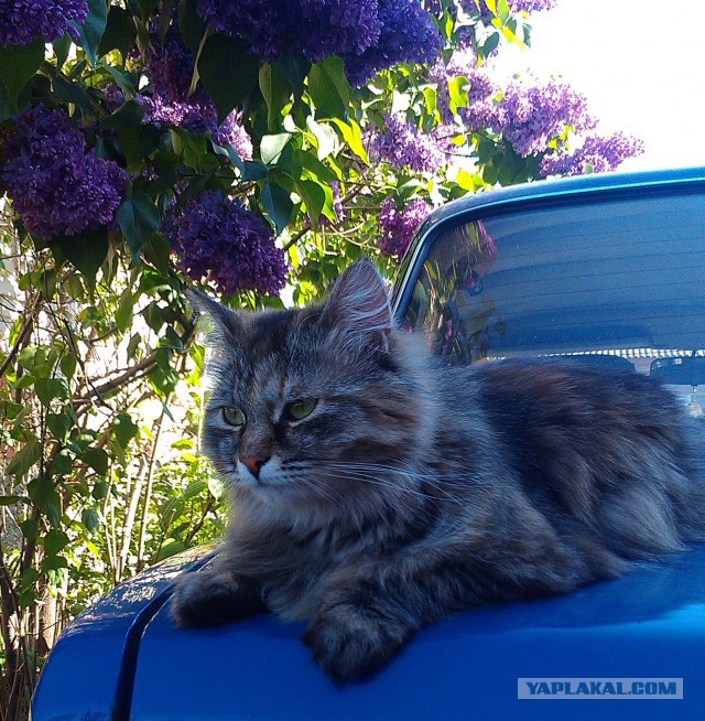 Котовторник 25.08.2015
