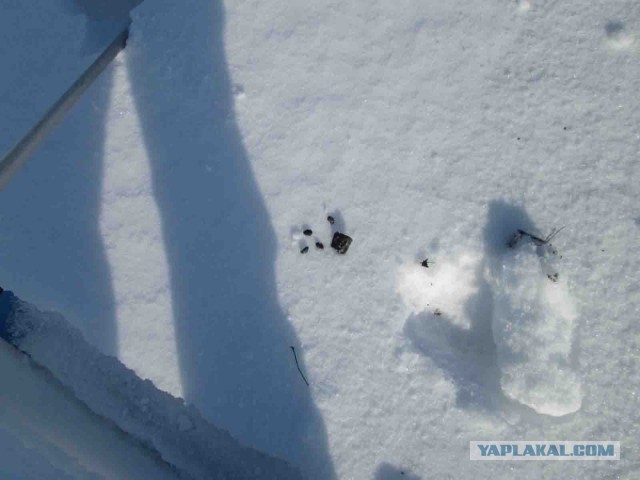 Жутко громко и запредельно близко