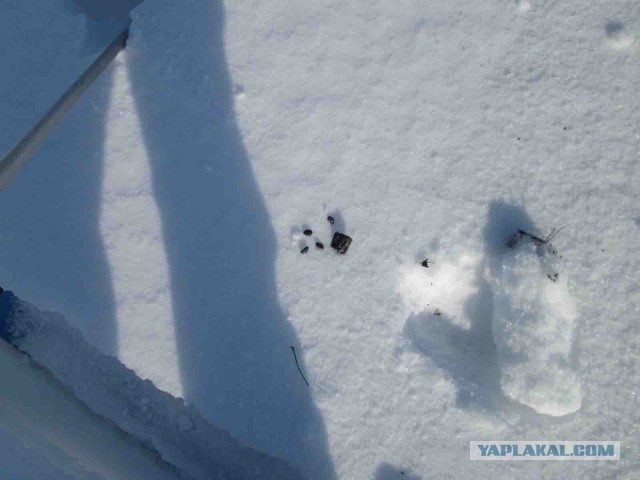 Жутко громко и запредельно близко