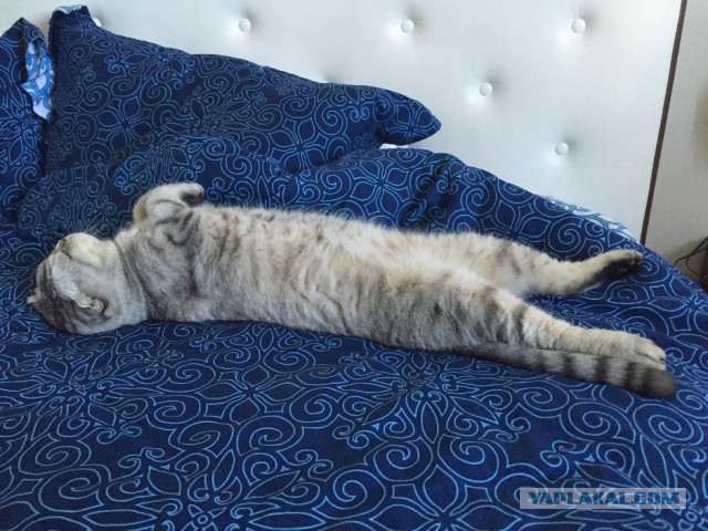 Котовторник