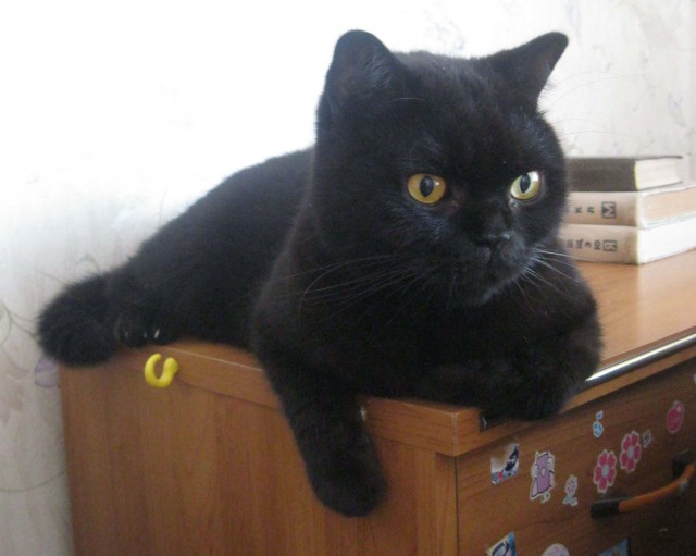 Прикольные коты