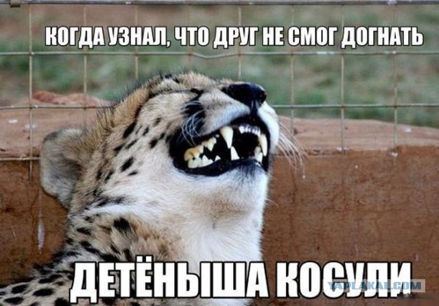 Смешные комментарии 07.01.2016
