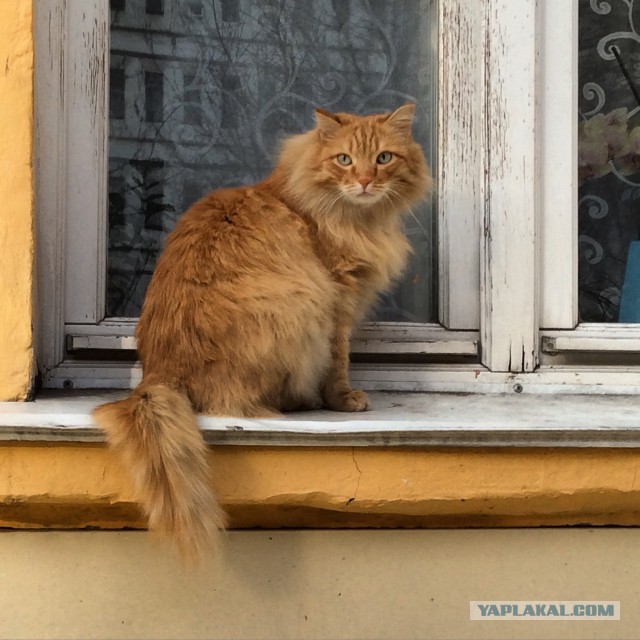 Котовторник