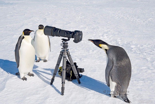 Животные и фотоаппарат