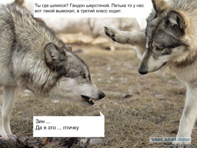 Любопытные и забавные фото с волками
