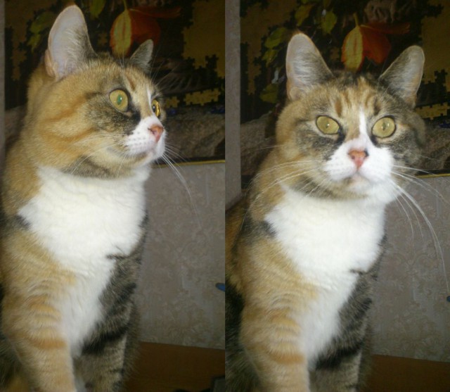Ваши фотки котов на телефон