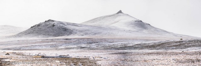 Как вести себя при встрече с белым медведем, чтобы вас не съели