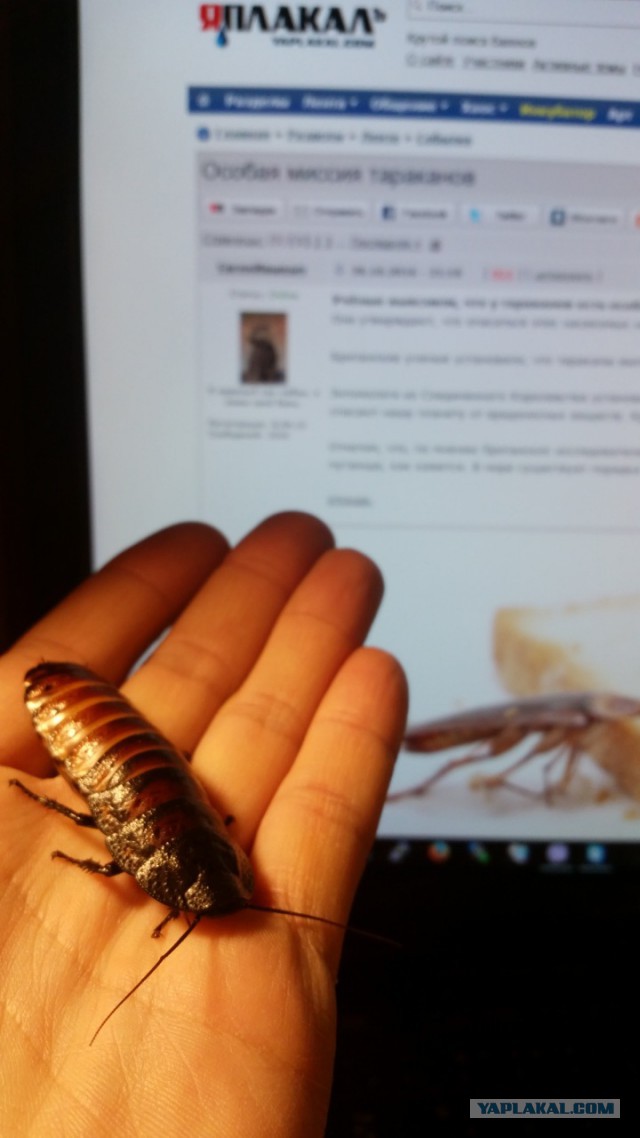 Особая миссия тараканов