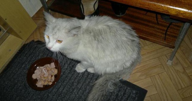Коты из сети