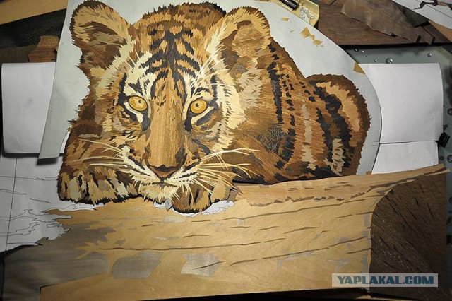 Решил портрет тигра из шпона сделать.
